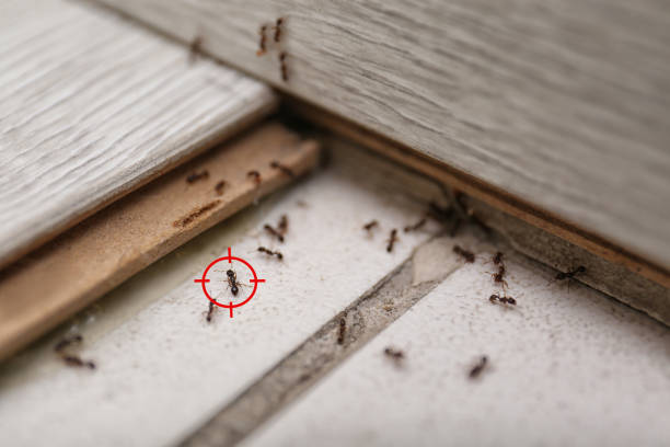 Best Affordable Pest Control Services  in Fort Mckinley, OH