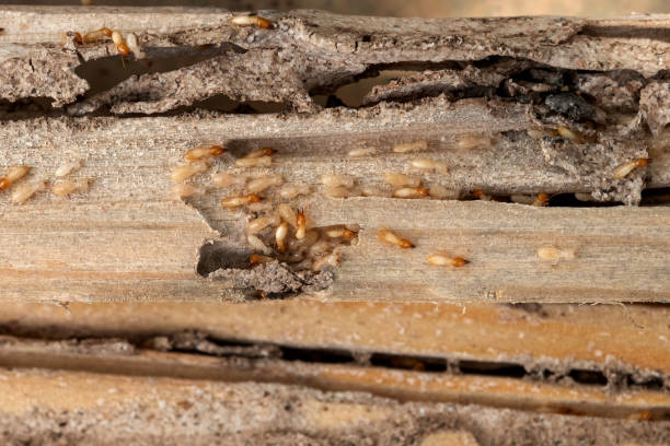 Best Local Pest Control Services  in Fort Mckinley, OH